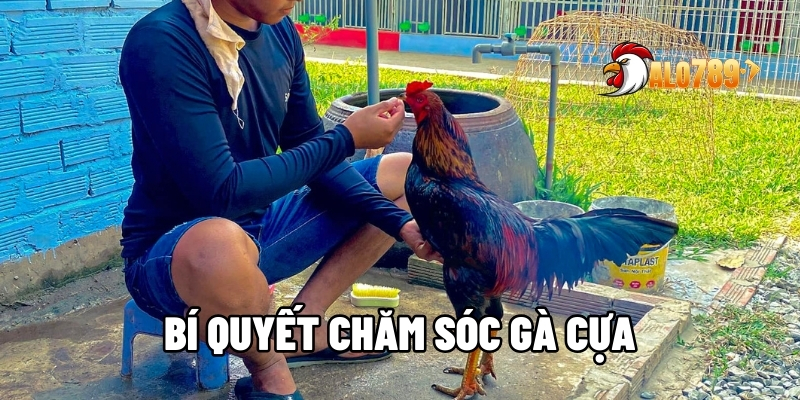 Bí Quyết Chăm Sóc Gà Cựa - Cách Tạo Những Chiến Kê Bất Bại