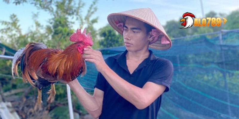Bí Quyết Chăm Sóc Gà Cựa - Cách Tạo Những Chiến Kê Bất Bại Cùng ALO789 2 Sự hữu ích khi có bí quyết chăm sóc gà cựa
