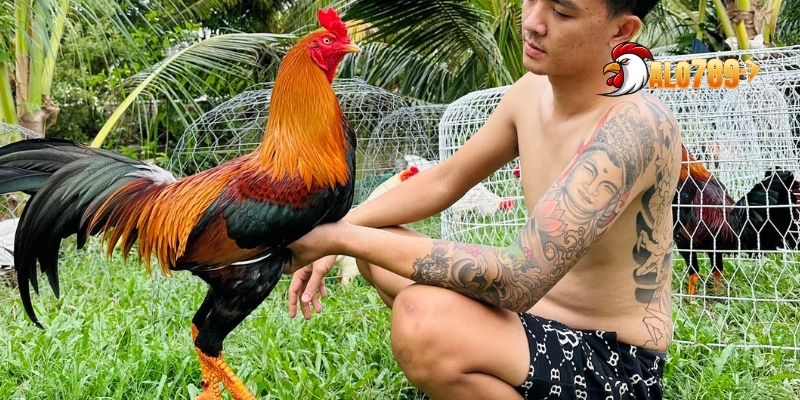 Bí Quyết Chăm Sóc Gà Cựa - Cách Tạo Những Chiến Kê Bất Bại Cùng ALO789 4 Tuyệt chiêu chăm sóc gà cực hay