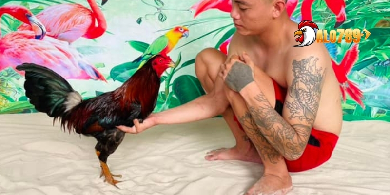 Chăm Sóc Gà Chiến - 3 Bí Quyết Nuôi Dưỡng Hiệu Quả 4 3 yếu tố thiết yếu mà bạn không thể bỏ qua