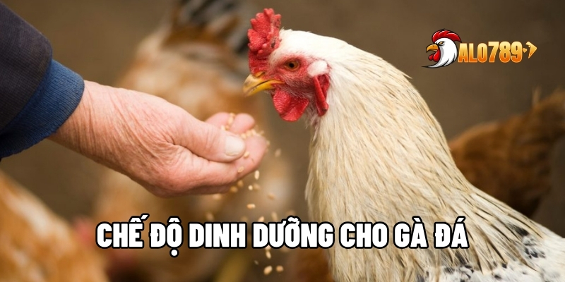 Chế độ dinh dưỡng cho gà đá