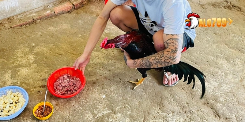 Chế Độ Dinh Dưỡng Cho Gà Đá - 5 Bí Quyết Tăng Cường Sức Mạnh 2 Vai trò của dinh dưỡng trong việc chăm nuôi gà