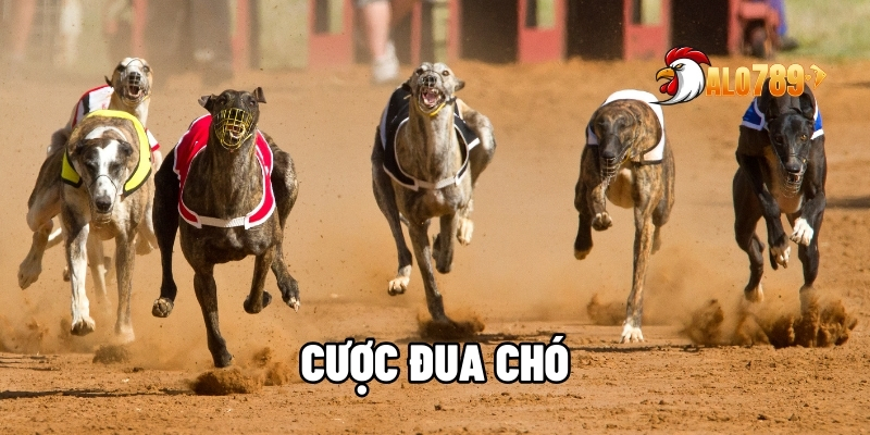 Cược đua chó