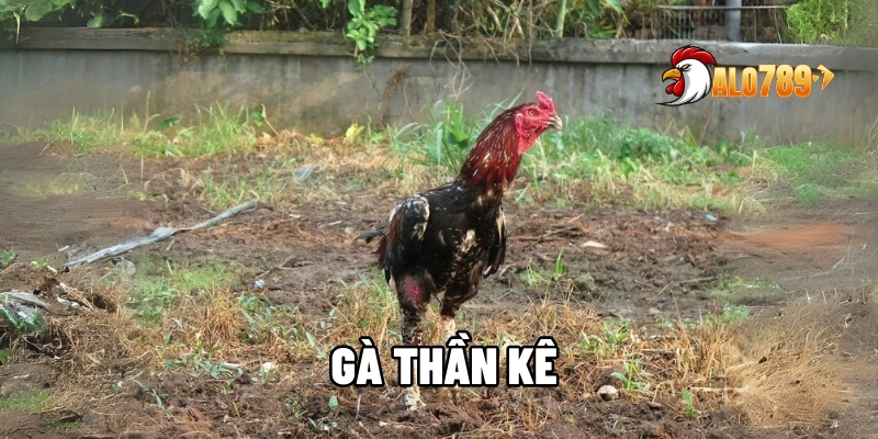 Gà thần kê
