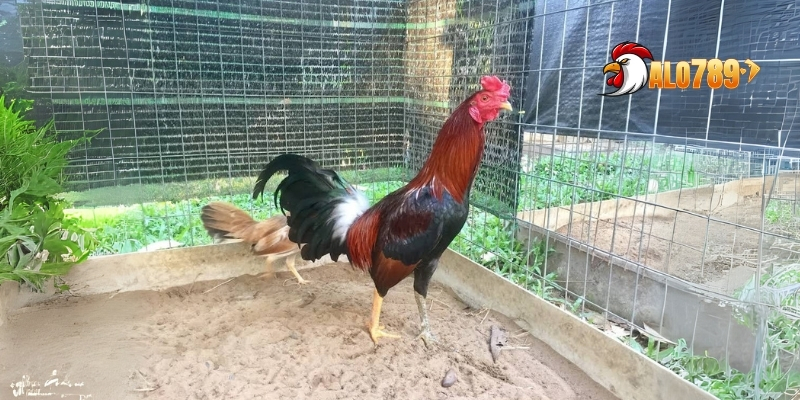 Gà Thần Kê - Chiến Binh Dũng mãnh Nhất Thị Trường Hiện Nay Cùng ALO789 2 ga-than-ke-2
