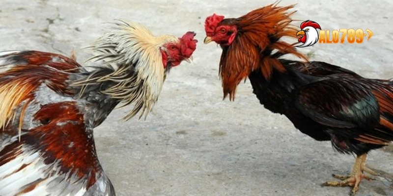 Luật chơi cược cơ bản mà bạn phải biết