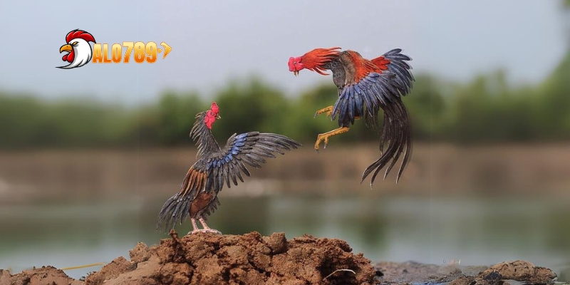 Trực Tiếp Đá Gà C1: Khám Phá Thế Giới Giải Trí Tại ALO789 3 Trải nghiệm giải trí đỉnh cao cùng trực tiếp đá gà C1 tại ALO789